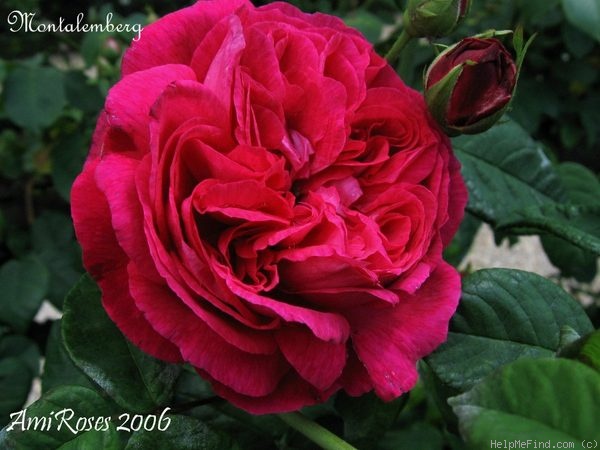 'Montalembert' rose photo