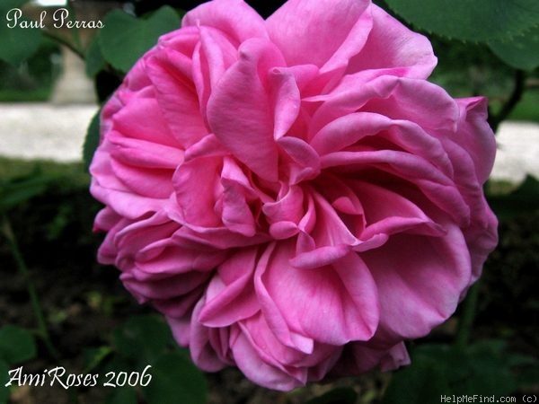 'Paul Perras' rose photo