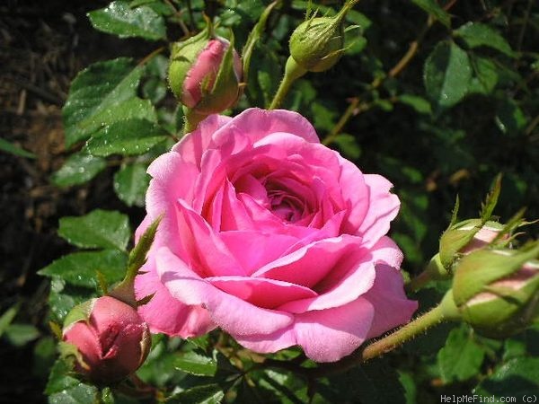 'Wisley' rose photo