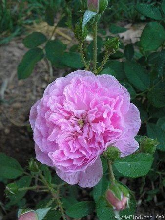 'Harlow Carr ™ (English rose, Austin, by 2004)' rose photo