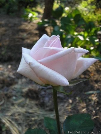 'Royal Highness' rose photo