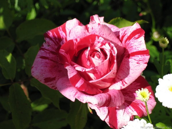 'Imagine (miniature, Rennie 1995)' rose photo