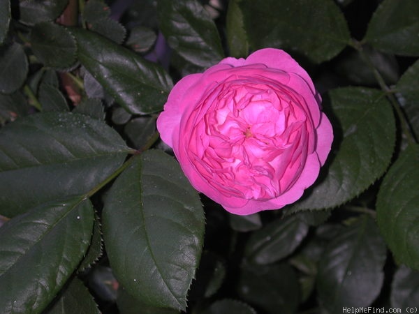 'Blue Star' rose photo
