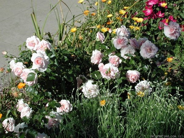 'Queen Margrethe ™' rose photo