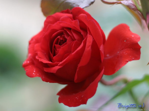 'Rabelais ® (floribunda, Meilland, 1998)' rose photo