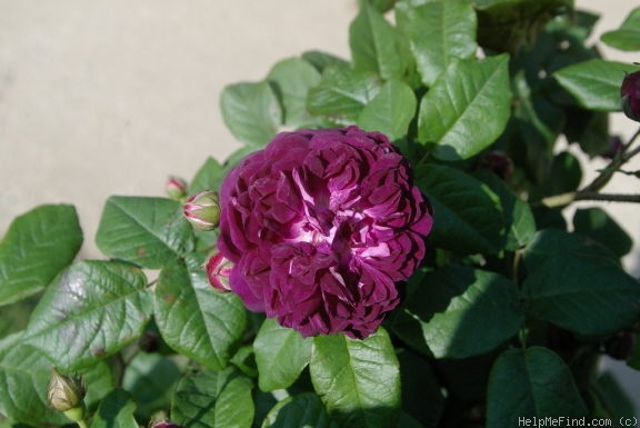 'Cardinal de Richelieu (Hybrid China, Parmentier, pre 1847)' rose photo