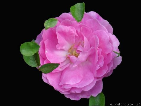 'Madame Elisa de Vilmorin' rose photo