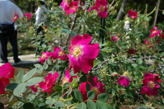 'Eddie's Crimson' rose photo
