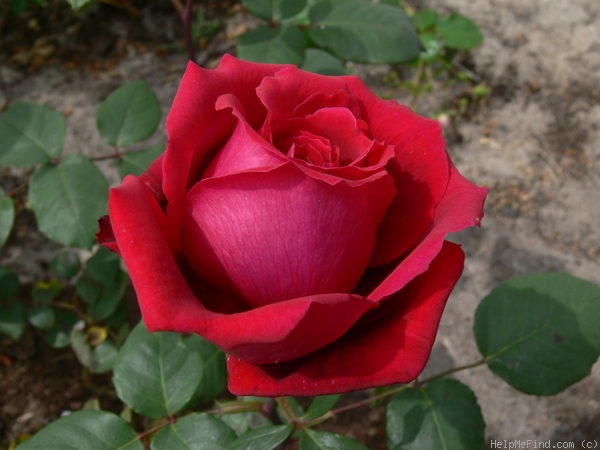 'Winschotten' rose photo