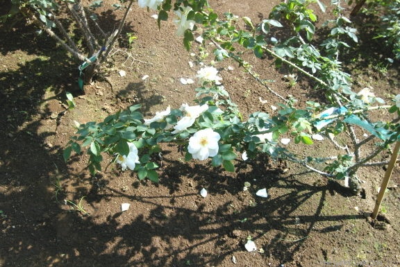 'Frühlingsschnee' rose photo