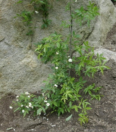 '<i>Rosa banksiae</i> R.Br.' rose photo