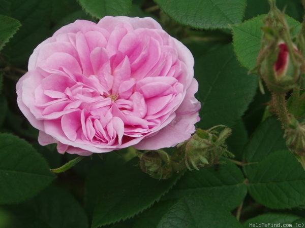 'Petite Lisette' rose photo