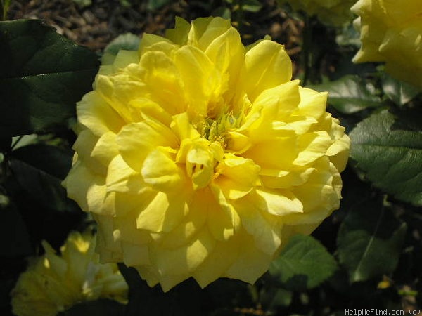 'Toulouse-Lautrec ®' rose photo