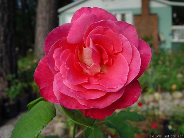 'Alabama (Hybrid Tea, Weeks, 1976)' rose photo