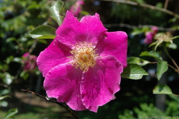 'Red Cherokee' rose photo