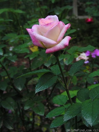 'Dancing Flame ™' rose photo