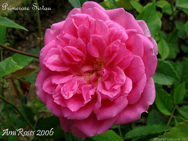 'Primerose Sistau' rose photo