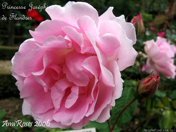 'Princesse Joséphine de Flandres' rose photo