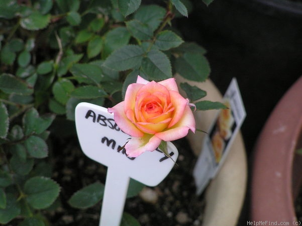 'Absolutely ™' rose photo