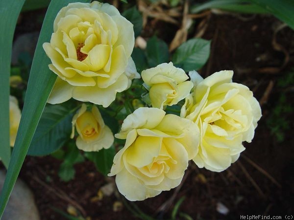 'City Livery' rose photo