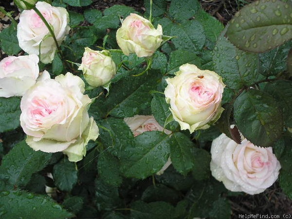 'Moonstone ™ (Hybrid Tea, Carruth, 1998)' rose photo