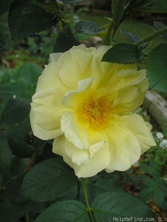 'Topaz Jewel' rose photo