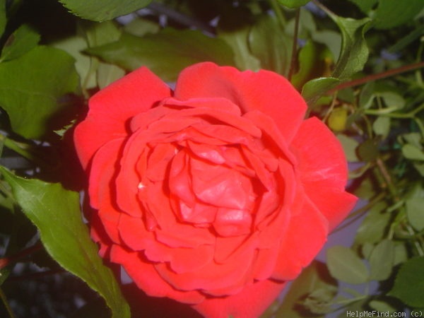 'Blaze (climber, Kallay, 1932)' rose photo