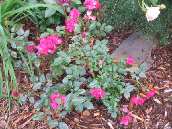 'Sugar Plum (miniature, Moore, 1994)' rose photo