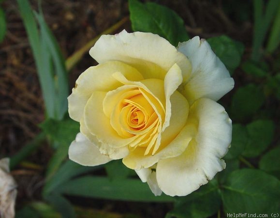 'Tivoli Gardens' rose photo