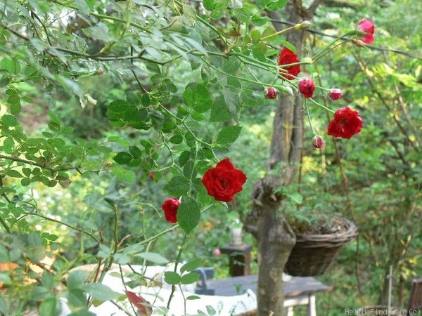 'Red Cascade' rose photo