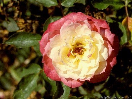 'Kaleidoscope (floribunda, Fryer, 1970)' rose photo