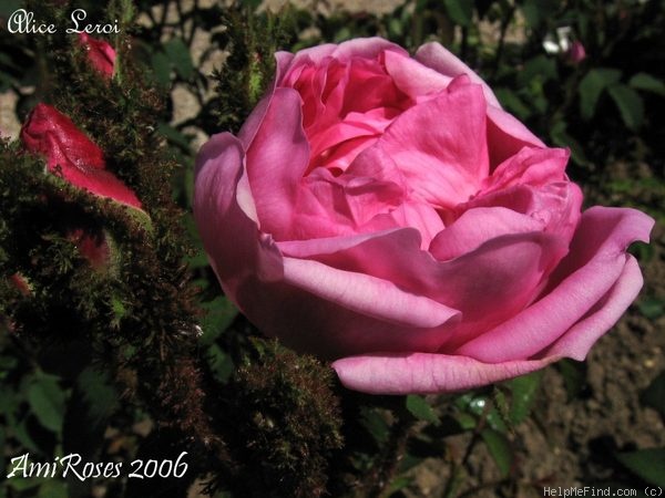 'Alice Leroi' rose photo