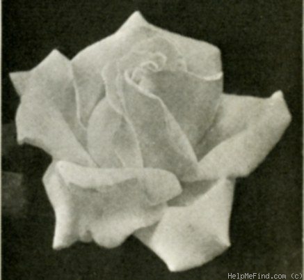 'Souvenir de R.B. Ferguson' rose photo