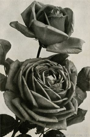 'Francis Scott Key' rose photo