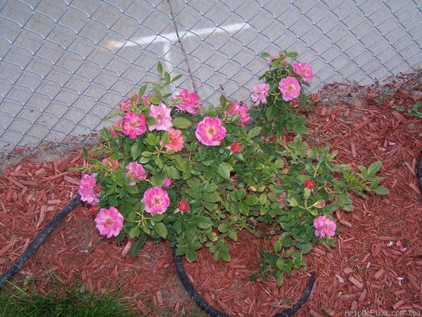 'Kaleidoscope (shrub, Walden, 1998)' rose photo