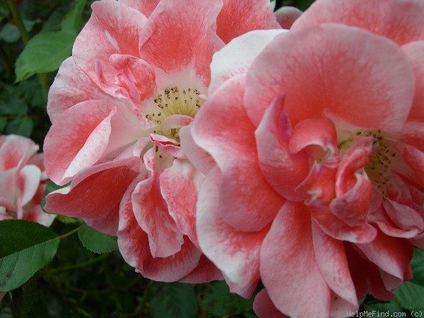 'Matangi ®' rose photo