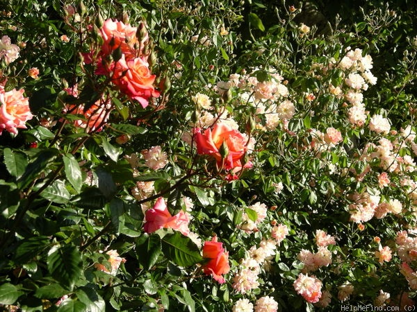 'Morgenröte (shrub, Kordes, 1988)' rose photo