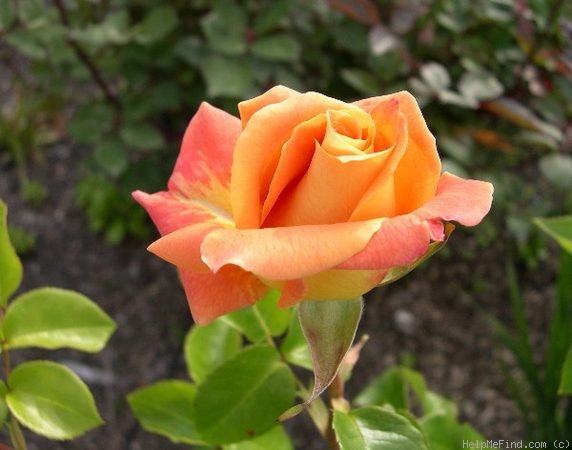 'Marmalade (hybrid tea, Ellis, 1977)' rose photo