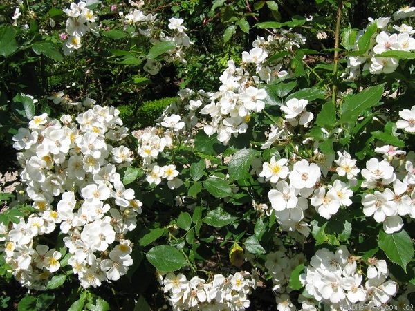 '<i>Rosa rubus nudescens</i>' rose photo