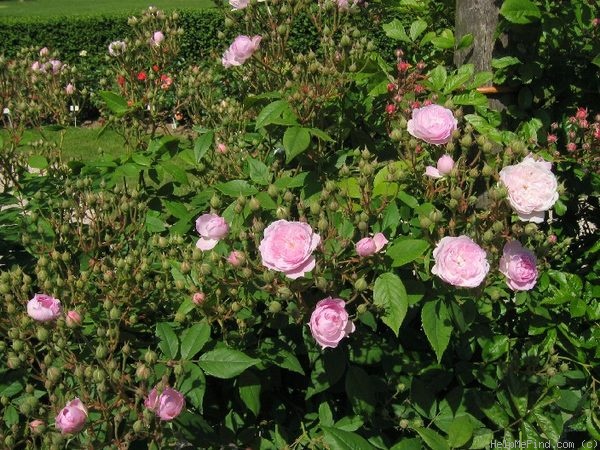 'Laure Davoust' rose photo