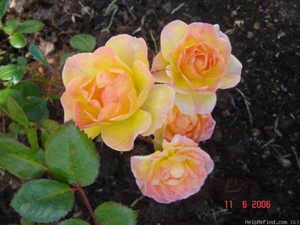 'Yellow Fairy ™' rose photo