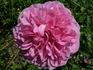 Warwick Castle ® rose photo