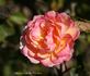 Hoffmann von Fallersleben rose photo