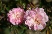 Hoffmann von Fallersleben rose photo