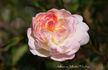 Hoffmann von Fallersleben rose photo