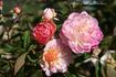 Hoffmann von Fallersleben rose photo