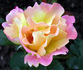 Sekel rose photo