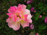 Sekel rose photo
