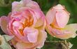 Hoffmann von Fallersleben rose photo