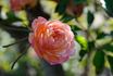 Hoffmann von Fallersleben rose photo